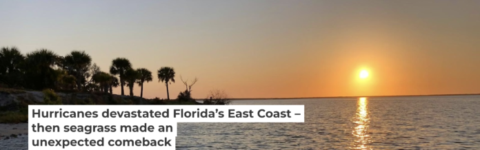 Seagrass has made an unexpected return to Mosquito Lagoon. Captain William B. Wolfson, Grassroots Guide Service, New Smyrna Beach, FL